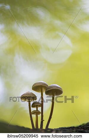 Lilac bonnet (Mycena pura) Lower Saxony, Germany, Europe View Large Photo Image Stock Photography - Lilac bonnet (Mycena pura) Lower Saxony, Germany, Europe. Fotosearch