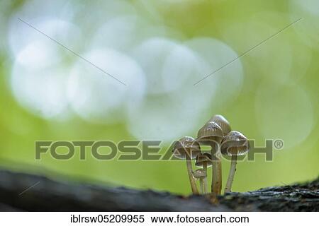 Lilac bonnet (Mycena pura) Lower Saxony, Germany, Europe View Large Photo Image Stock Photography - Lilac bonnet (Mycena pura) Lower Saxony, Germany, Europe. Fotosearch