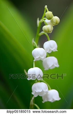 Lily of the valley (Convallaria majalis) View Large Photo Image Stock Photography - Lily of the valley (Convallaria majalis). Fotosearch