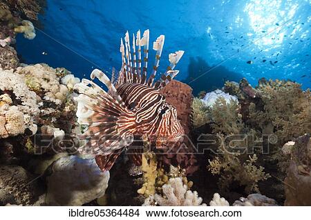 Picture - Lionfish over Coral Reef (Pterois miles), Shaab Maksur, Red Sea, Egypt, Africa. Fotosearch