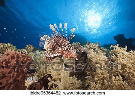 Stock Image - Lionfish over Coral Reef (Pterois miles), Shaab Maksur, Red Sea, Egypt, Africa. Fotosearch