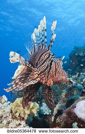 Lionfish over Coral Reef (Pterois miles), Shaab Maksur, Red Sea, Egypt, Africa View Large Photo Image Stock Photo - Lionfish over Coral Reef (Pterois miles), Shaab Maksur, Red Sea, Egypt, Africa. Fotosearch