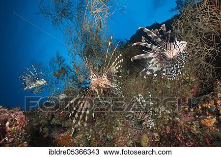 Lionfish (Pterois volitans), Marovo Lagoon, Solomon Islands, Oceania View Large Photo Image Stock Image - Lionfish (Pterois volitans), Marovo Lagoon, Solomon Islands, Oceania. Fotosearch