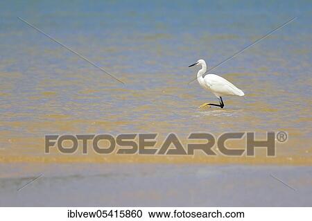 Stock Image - Little egret (Egretta garzetta), Kariega Game Reserve, Western Cape, South Africa, Africa. Fotosearch
