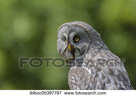 Little Owl (Strix nebulosa) View Large Photo Image Stock Photo - Little Owl (Strix nebulosa). Fotosearch