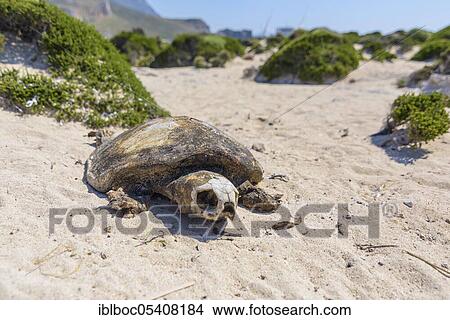 Picture - Loggerhead sea turtle (Caretta caretta), Crete, Greece, Europe. Fotosearch