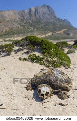 Loggerhead sea turtle (Caretta caretta), Crete, Greece, Europe View Large Photo Image Stock Photograph - Loggerhead sea turtle (Caretta caretta), Crete, Greece, Europe. Fotosearch