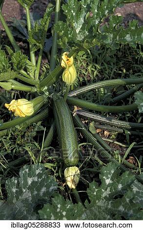 LONG COURSES OR CUCCHINI (cucurbita pepo) WITH FLOWERS, VEGETABLES View Large Photo Image Stock Image - LONG COURSES OR CUCCHINI (cucurbita pepo) WITH FLOWERS, VEGETABLES. Fotosearch