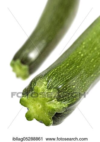 Stock Image - LONG CURGETTE OR CUCCHINI (cucurbita pepo), free-standing. Fotosearch