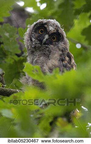 Long-eared owl, branchling, Merfelder Bruch, Münsterland, North Rhine-Westphalia, Germany, Europe View Large Photo Image Stock Photo - Long-eared owl, branchling, Merfelder Bruch, Münsterland, North Rhine-Westphalia, Germany, Europe. Fotosearch