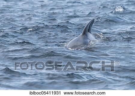 Stock Image - Long-finned pilot whale (Globicephala melas), Strait of Gibraltar, Spain, Europe. Fotosearch