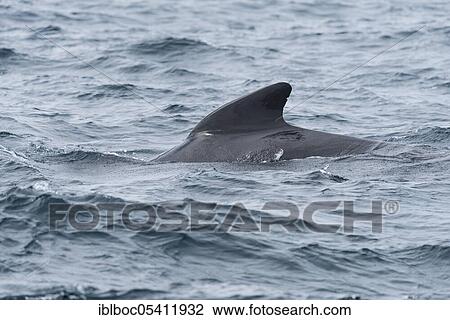 Stock Image - Long-finned pilot whale (Globicephala melas), Strait of Gibraltar, Spain, Europe. Fotosearch