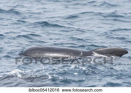 Stock Photograph - Long-finned pilot whale (Globicephala melas), Strait of Gibraltar, Spain, Europe. Fotosearch