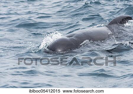 Long-finned pilot whale (Globicephala melas), Strait of Gibraltar, Spain, Europe View Large Photo Image Stock Photography - Long-finned pilot whale (Globicephala melas), Strait of Gibraltar, Spain, Europe. Fotosearch