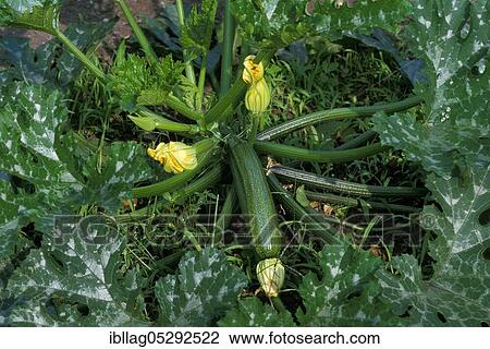 LONG ZUCCHINI OR COURGETTES View Large Photo Image Stock Image - LONG ZUCCHINI OR COURGETTES. Fotosearch