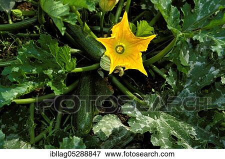LONG ZUCCHINI OR ZUCCHINI WITH FLOWER View Large Photo Image Stock Photo - LONG ZUCCHINI OR ZUCCHINI WITH FLOWER. Fotosearch