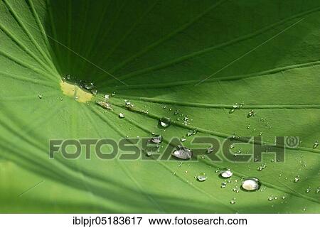 Stock Photo - Lotus (Nelumbo spec. ) leafwith water drops, effect, -effect. Fotosearch