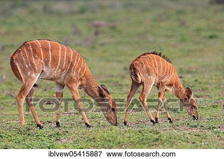 Stock Photo - Lowland nyala (Tragelaphus) with young, Kariega Game Reserve, Western Cape, South Africa angasi. Fotosearch