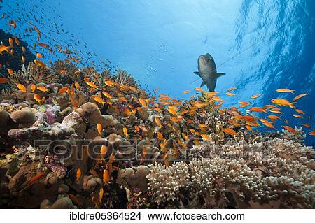 Lyretail Anthias (Pseudanthias squamipinnis) over Reef, Elphinstone, Red Sea, Egypt, Africa View Large Photo Image Picture - Lyretail Anthias (Pseudanthias squamipinnis) over Reef, Elphinstone, Red Sea, Egypt, Africa. Fotosearch