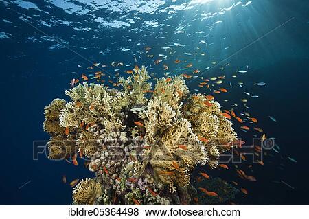 Stock Photo - Lyretail Anthias (Pseudanthias squamipinnis) and Fire Corals, St. Johns, Red Sea, Egypt, Africa. Fotosearch