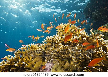 Lyretail Anthias (Pseudanthias squamipinnis) and Fire Corals, St. Johns, Red Sea, Egypt, Africa View Large Photo Image Stock Photograph - Lyretail Anthias (Pseudanthias squamipinnis) and Fire Corals, St. Johns, Red Sea, Egypt, Africa. Fotosearch