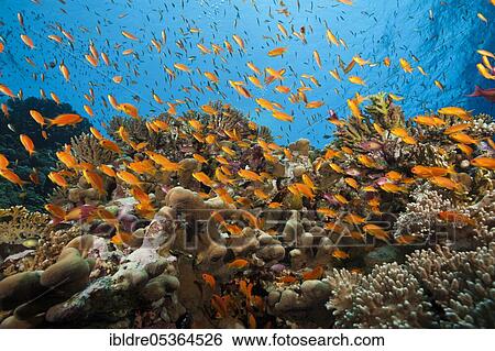 Lyretail Anthias (Pseudanthias squamipinnis) over Reef, Elphinstone, Red Sea, Egypt, Africa View Large Photo Image Stock Photograph - Lyretail Anthias (Pseudanthias squamipinnis) over Reef, Elphinstone, Red Sea, Egypt, Africa. Fotosearch
