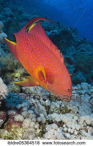 Lyretail Grouper (Variola louti), Elphinstone, Red Sea, Egypt, Africa View Large Photo Image Stock Photo - Lyretail Grouper (Variola louti), Elphinstone, Red Sea, Egypt, Africa. Fotosearch