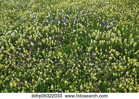 Stock Image - Magerwiese, Zurich Oberland, Switzerland, Europe. Fotosearch