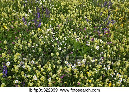 Magerwiese, Zurich Oberland, Switzerland, Europe View Large Photo Image Stock Photo - Magerwiese, Zurich Oberland, Switzerland, Europe. Fotosearch