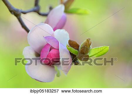 Magnoliasbloom (Magnolia spec. ) View Large Photo Image Stock Photo - Magnoliasbloom (Magnolia spec. ). Fotosearch