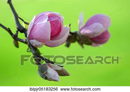 Stock Photograph - Magnoliasbloom (Magnolia spec. ). Fotosearch