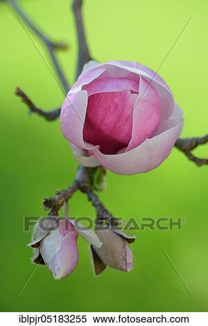 Stock Photography - Magnoliasbloom (Magnolia spec. ). Fotosearch