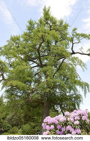 Maidenhair tree (Ginkgo biloba) View Large Photo Image Stock Photo - Maidenhair tree (Ginkgo biloba). Fotosearch