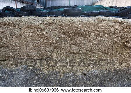 Maize (Zea mays) silage clamp, to fed to dairy cattle, Cumbria, England, United Kingdom, Europe View Large Photo Image Stock Photograph - Maize (Zea mays) silage clamp, to fed to dairy cattle, Cumbria, England, United Kingdom, Europe. Fotosearch