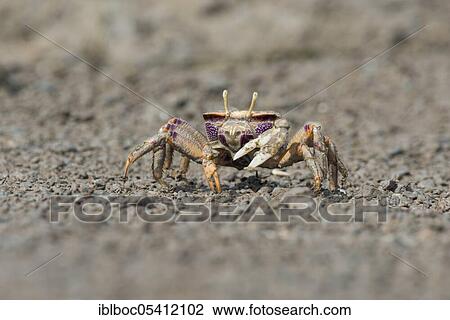 Male European fiddler crab, Marismas de Sancti Petri, Andalusia (Uca tangeri), Spain, Europe View Large Photo Image Stock Image - Male European fiddler crab, Marismas de Sancti Petri, Andalusia (Uca tangeri), Spain, Europe. Fotosearch