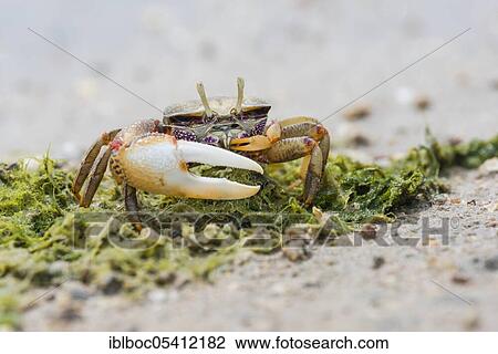 Male European fiddler crab, Marismas de Sancti Petri, Andalusia (Uca tangeri), Spain, Europe View Large Photo Image Stock Image - Male European fiddler crab, Marismas de Sancti Petri, Andalusia (Uca tangeri), Spain, Europe. Fotosearch