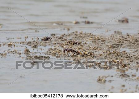 Stock Photo - Male European fiddler crab, Marismas de Sancti Petri, Andalusia (Uca tangeri), Spain, Europe. Fotosearch