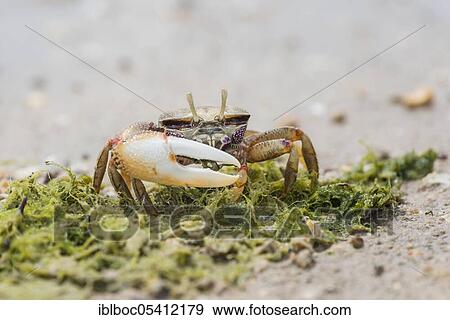 Stock Photo - Male European fiddler crab, Marismas de Sancti Petri, Andalusia (Uca tangeri), Spain, Europe. Fotosearch