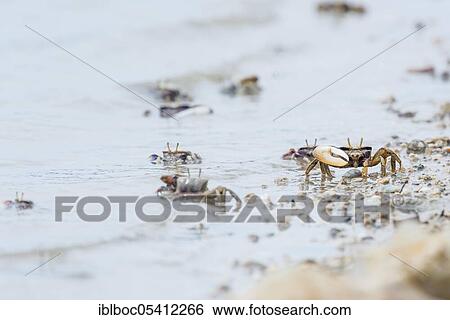 Male European fiddler crab, Marismas de Sancti Petri, Andalusia (Uca tangeri), Spain, Europe View Large Photo Image Stock Photograph - Male European fiddler crab, Marismas de Sancti Petri, Andalusia (Uca tangeri), Spain, Europe. Fotosearch