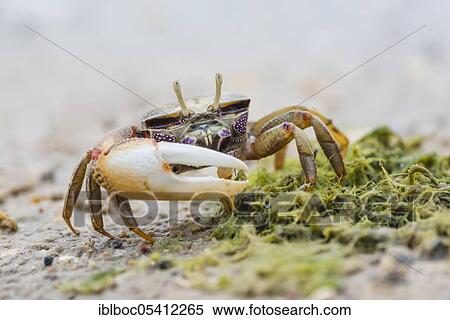 Male European fiddler crab, Marismas de Sancti Petri, Andalusia (Uca tangeri), Spain, Europe View Large Photo Image Stock Photography - Male European fiddler crab, Marismas de Sancti Petri, Andalusia (Uca tangeri), Spain, Europe. Fotosearch