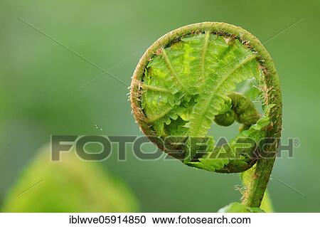 Stock Image - Male-fern (Dryopteris filix-mas), ferns (Polypodiopsida), Beuron, Upper Danube nature park Park, Baden-Württemberg, Germany, Europe. Fotosearch