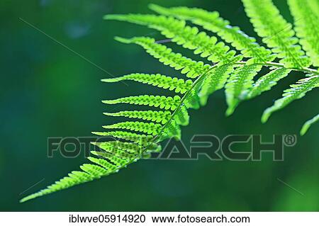 Male-fern (Dryopteris filix-mas), Leptosporangiate ferns (Polypodiopsida), canyon forest, Finsteral, Beuron, Upper Danube nature park Park, Baden-Württemberg, Germany, Europe View Large Photo Image Stock Image - Male-fern (Dryopteris filix-mas), Leptosporangiate ferns (Polypodiopsida), canyon forest, Finsteral, Beuron, Upper Danube nature park Park, Baden-Württemberg, Germany, Europe. Fotosearch