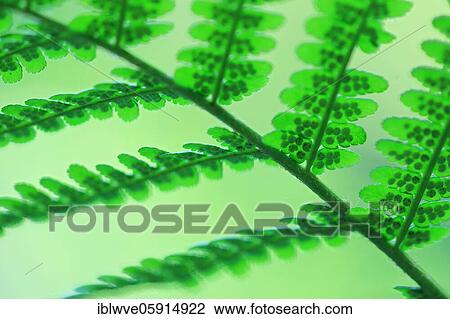 Male-fern (Dryopteris filix-mas), Leptosporangiate ferns (Polypodiopsida), canyon forest, Finsteral, Beuron, Upper Danube nature park Park, Baden-Württemberg, Germany, Europe View Large Photo Image Stock Image - Male-fern (Dryopteris filix-mas), Leptosporangiate ferns (Polypodiopsida), canyon forest, Finsteral, Beuron, Upper Danube nature park Park, Baden-Württemberg, Germany, Europe. Fotosearch
