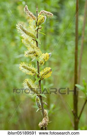 Stock Image - Male inflorescence (Salix), willow catkin, Brandenburg, Germany, Europe. Fotosearch