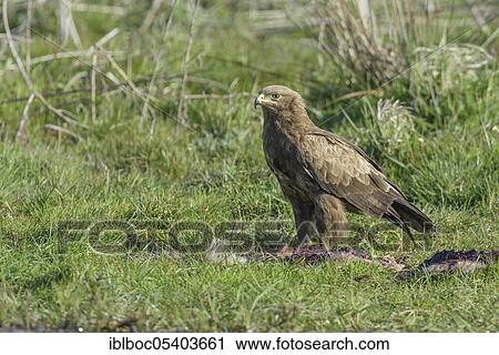 Male Lesser spotted eagle (Aquila pomarina), Mecklenburg-Vorpommern, Germany, Europe View Large Photo Image Stock Image - Male Lesser spotted eagle (Aquila pomarina), Mecklenburg-Vorpommern, Germany, Europe. Fotosearch