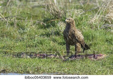 Male Lesser spotted eagle (Aquila pomarina), Mecklenburg-Vorpommern, Germany, Europe View Large Photo Image Stock Photo - Male Lesser spotted eagle (Aquila pomarina), Mecklenburg-Vorpommern, Germany, Europe. Fotosearch