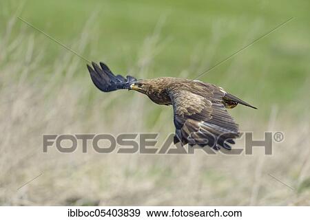Male Lesser spotted eagle (Aquila pomarina), Mecklenburg-Vorpommern, Germany, Europe View Large Photo Image Stock Photo - Male Lesser spotted eagle (Aquila pomarina), Mecklenburg-Vorpommern, Germany, Europe. Fotosearch