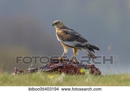 Picture - Male marsh harrier (Circus aeruginosus), Mecklenburg-Vorpommern, Germany, Europe. Fotosearch