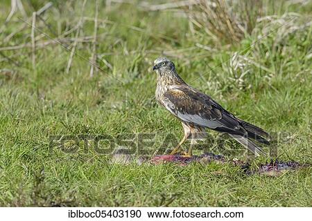 Stock Image - Male marsh harrier (Circus aeruginosus), Mecklenburg-Vorpommern, Germany, Europe. Fotosearch
