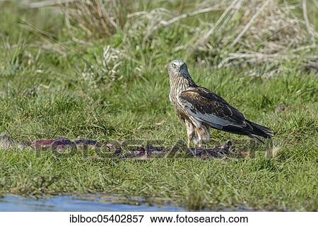 Male marsh harrier (Circus aeruginosus), Mecklenburg-Vorpommern, Germany, Europe View Large Photo Image Stock Photo - Male marsh harrier (Circus aeruginosus), Mecklenburg-Vorpommern, Germany, Europe. Fotosearch